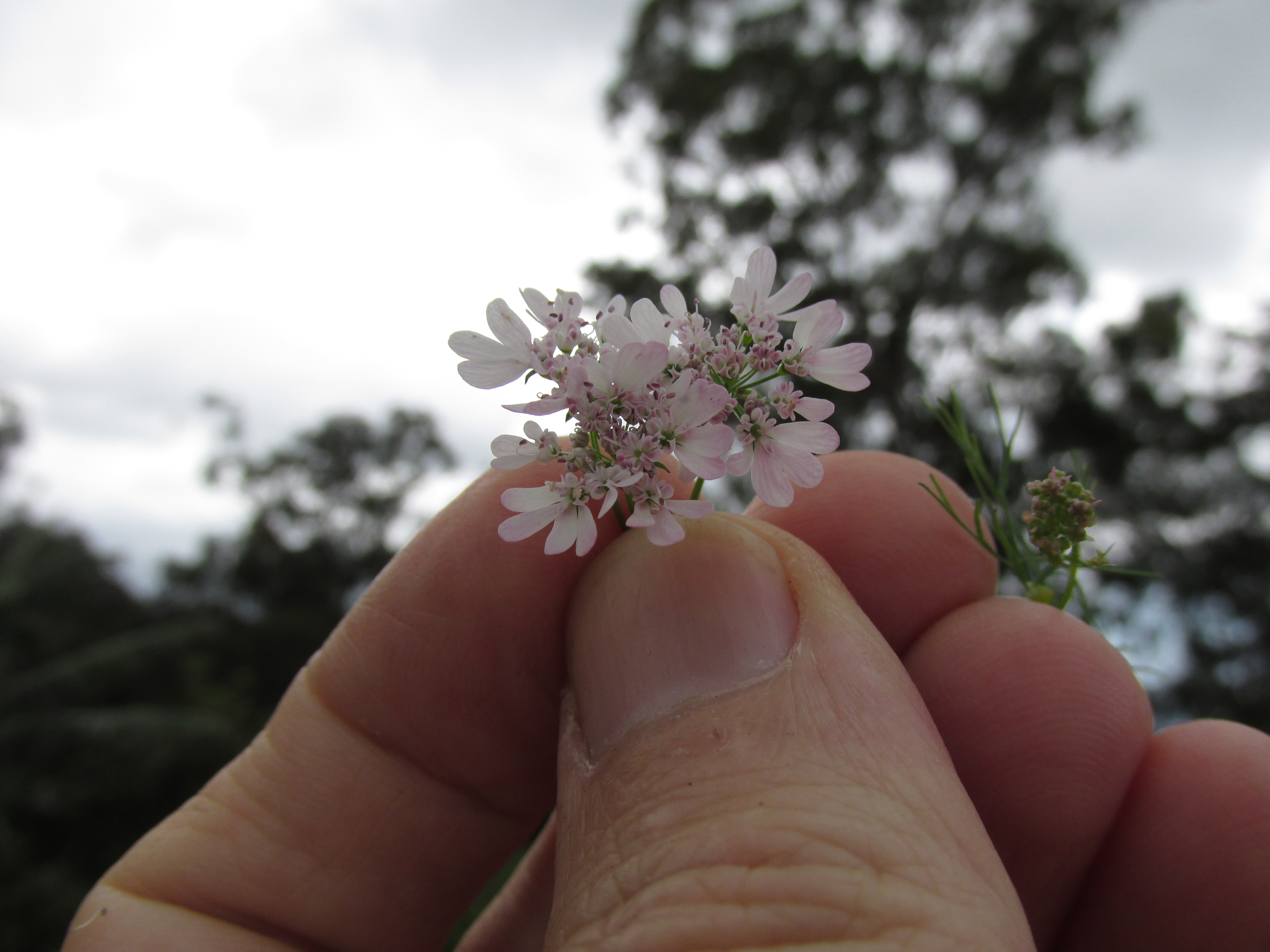 "starr-150323-0554-Coriandrum_sativum-flowers-Hawea_Pl_Olinda-Maui" by Starr Environmental is licensed under CC BY