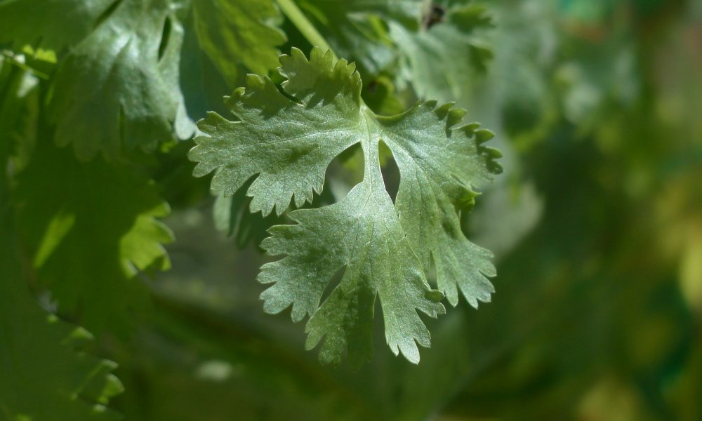 Coriandrum Sativum (Coriander or Cilantro) and its Health Benefits